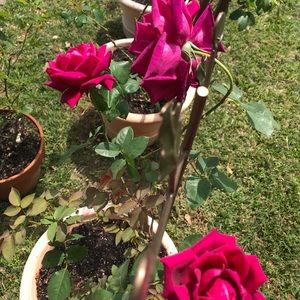 Meet your Posher, Maryland